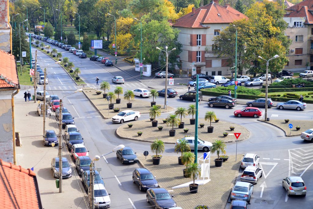 Scandalul cu palmieri în București aduce în dezbatere și specialiștii din peisagistică și horticultură