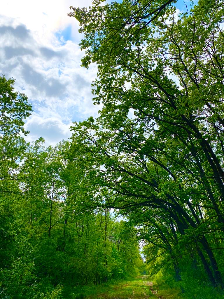 Pariul pe centura verde