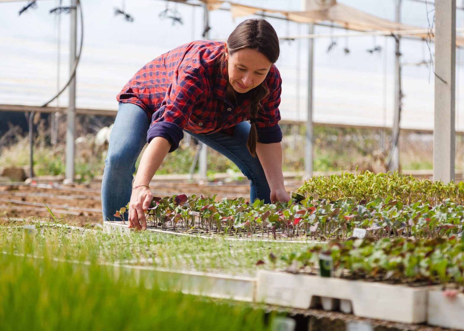 agricultura sustenabil