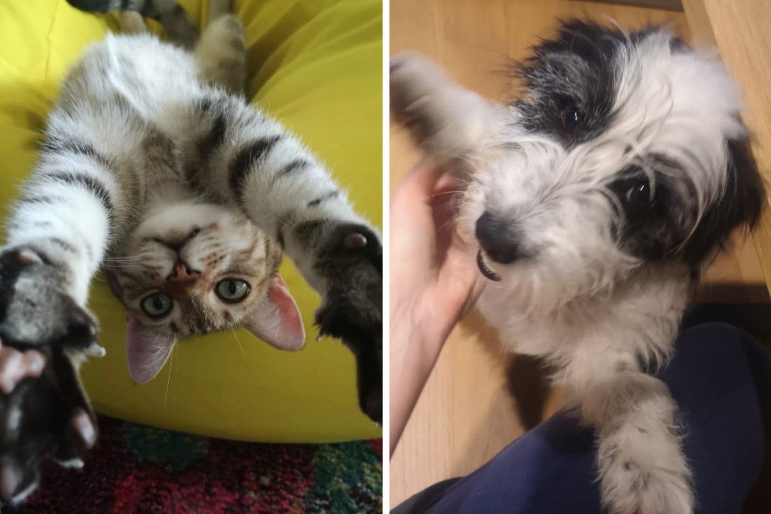 animale pisica caine cost