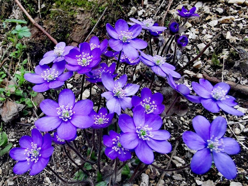 oltenia de sub munte geoparc unesco romania