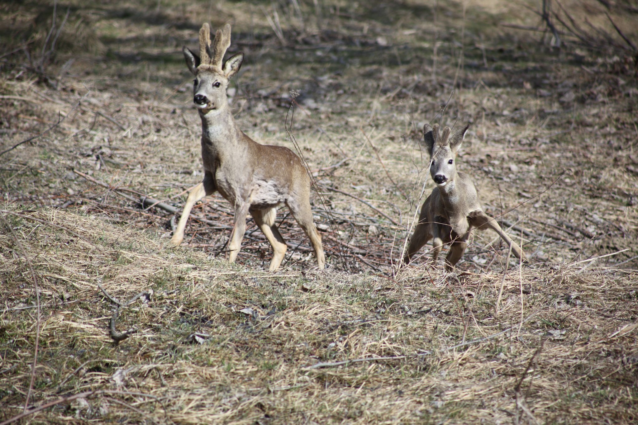 oltenia de sub munte geoparc unesco romania